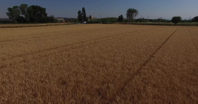 Italia giugno 2017 - vista aerea con drone DJI su campo di grano biondo . Il campo di trova nella provincia di pesaro urbino