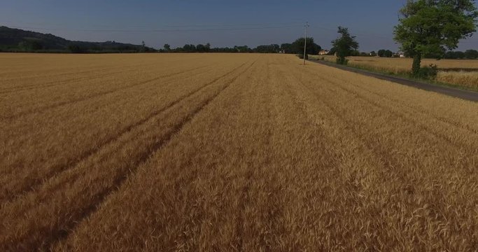 Italia giugno 2017 - vista aerea con drone DJI su campo di grano biondo . Il campo di trova nella provincia di pesaro urbino