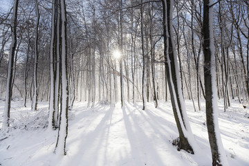 Beautiful winter forest tree sun snow landscape hiking in mountains
