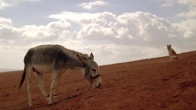 donkey and dog on a hill in the desert. atmospheric cinematic scene