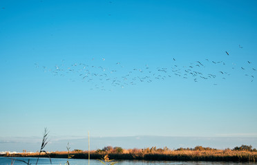 Uccelli migratori volano su fiume in Sicilia