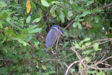 Boat-billed Heron, Rio Tarcoles, Costa Rica