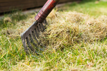 Cleaning up the grass with a rake. Aerating and scarifying the lawn in the garden.