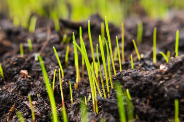 Closeup of young green grass seeds that begin to grow on new topsoil