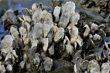 Cluster of Oysters in a Salt Marsh at Low Tide