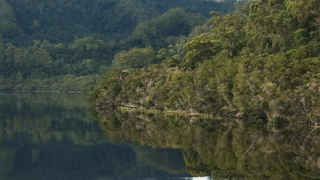 panning shot of temperate rain forest on the gordon river in tasmania, australia