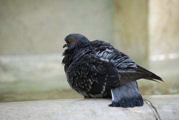 London pigeon by fountain