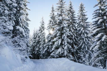 Naklejka premium verschneiter Wald