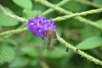 Skipper butterfly, Carara, Costa Rica