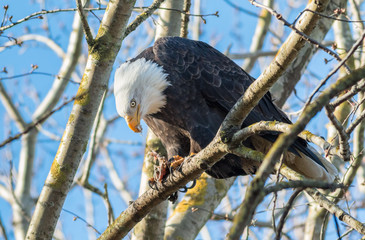 Bald Eagles