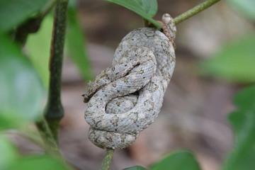 Eyelash Viper, Cahuita, Costa Rica