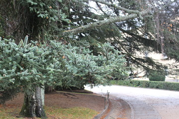 Arbol en Otoño