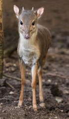 Blue Duiker Antelope in the Forest