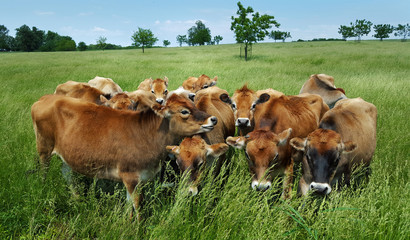 Herd of brown cows huddled together in a rural grassy meadow