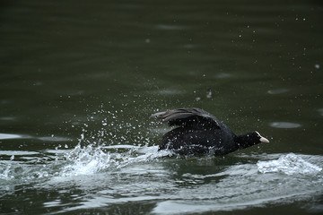 Naklejka premium Enten und Wildgänse am Wasser