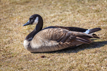 Canadian goose sitting on ground