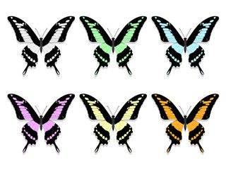 six butterflies with black wings and motley patterns