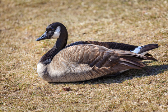 Canadian goose sitting on ground