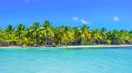 Fototapeta na wymiar Tropical Beach with Coconut Palm Trees, panoramic view with much copy space