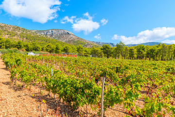Fototapeta na wymiar Vineyards in mountain landscape of Brac island near Bol town, Croatia