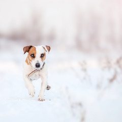 Dog running at winter