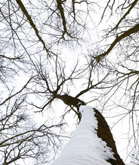 nature in winter foto