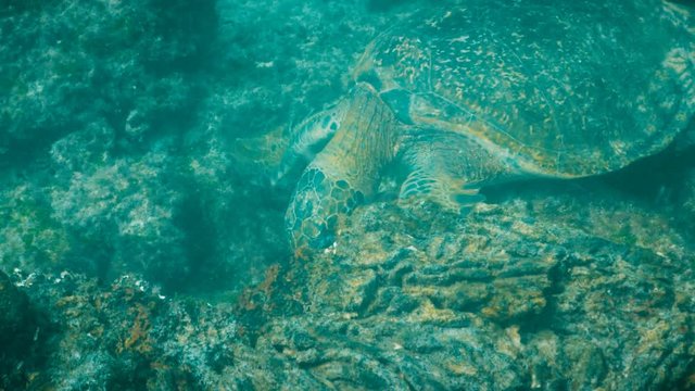 underwater close up of a green sea turtle feeding on seaweed at isla santiago in the galapagos islands, ecuador