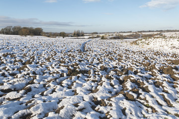 Snow Covered Landscape