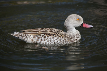 Cape teal (Anas capensis)
