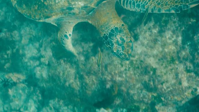 high angle underwater view of a green sea turtle feeding at isla santiago in the galapagos islands