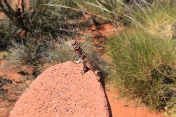 small gecko sitting on a sandstone