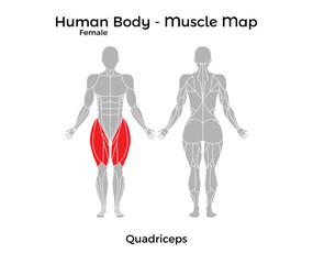 Female Human Body - Muscle map, Quadriceps. Vector Illustration - EPS10.