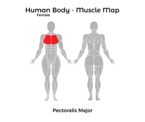 Female Human Body - Muscle map, Pectoralis Major. Vector Illustration - EPS10.