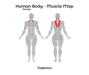Female Human Body - Muscle map, Trapezius. Vector Illustration - EPS10.