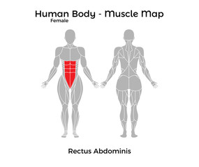 Female Human Body - Muscle map, Rectus Abdominis. Vector Illustration - EPS10.