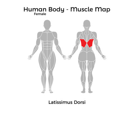 Female Human Body - Muscle map, Latissimus Dorsi. Vector Illustration - EPS10.