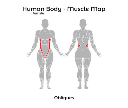 Female Human Body - Muscle map, Obliques. Vector Illustration - EPS10.