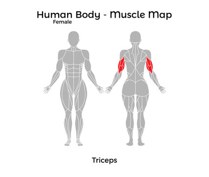 Female Human Body - Muscle map, Triceps. Vector Illustration - EPS10.