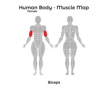 Female Human Body - Muscle map, Biceps. Vector Illustration - EPS10.