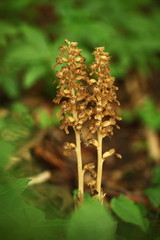 Neottia nidus-avis. It is widespread in Europe, Asia Minor, Caucasus, Siberia and North Africa. The Orchid favors deciduous forests. Free nature. A rare orchid. Wild nature. Czech nature. Spring natur