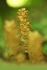 Neottia nidus-avis. It is widespread in Europe, Asia Minor, Caucasus, Siberia and North Africa. The Orchid favors deciduous forests. Free nature. A rare orchid. Wild nature. Czech nature. Spring natur