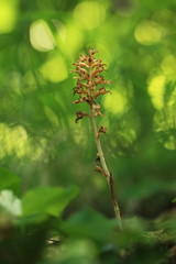 Neottia nidus-avis. It is widespread in Europe, Asia Minor, Caucasus, Siberia and North Africa. The Orchid favors deciduous forests. Free nature. A rare orchid. Wild nature. Czech nature. Spring natur