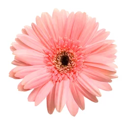 Zelfklevend Fotobehang Pink gerber isolated on white background © ImagesMy