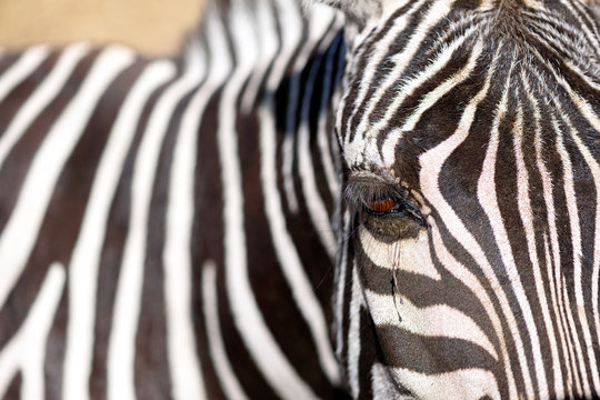 Close up photo of an eye of a zebra.