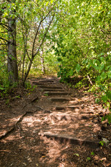 stone stairs surrounded by trees with sun rays