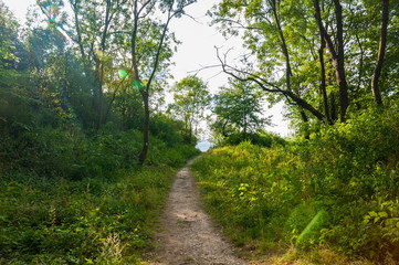 Fototapeta na wymiar path in the forest with sun rays
