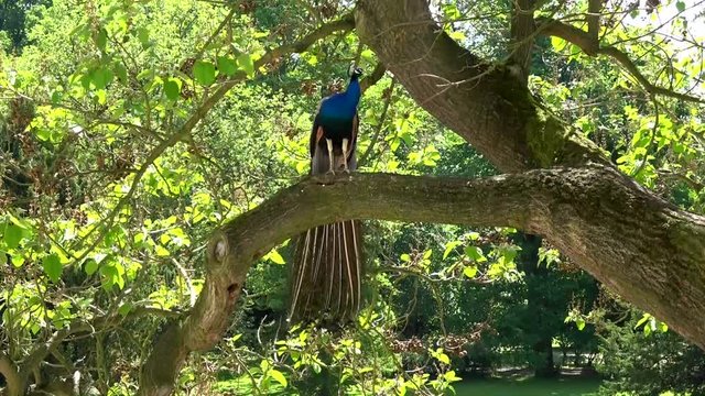 Pfau in einem Schlosspark
