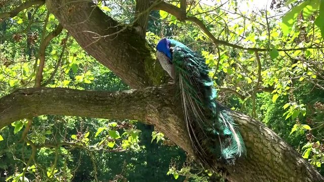 Pfau in einem Schlosspark
