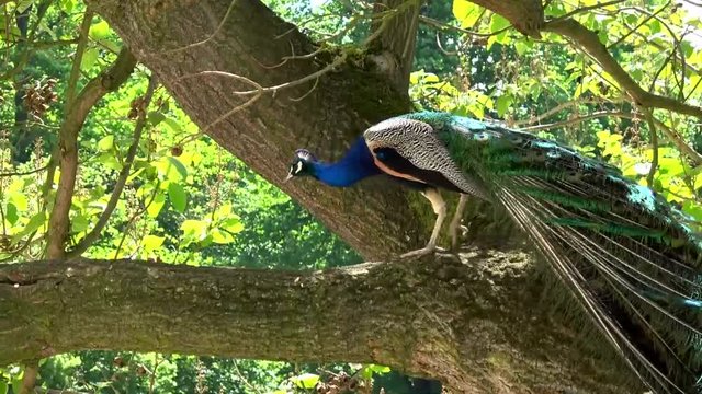 Pfau in einem Schlosspark
