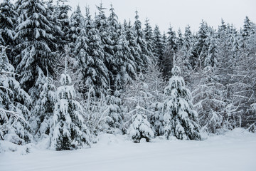 Winter forest landscape